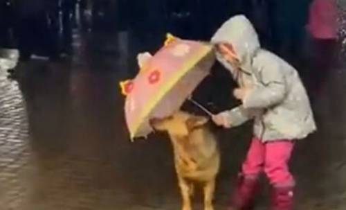 Κοριτσάκι προστατεύει από τη βροχή σκύλο (vid)