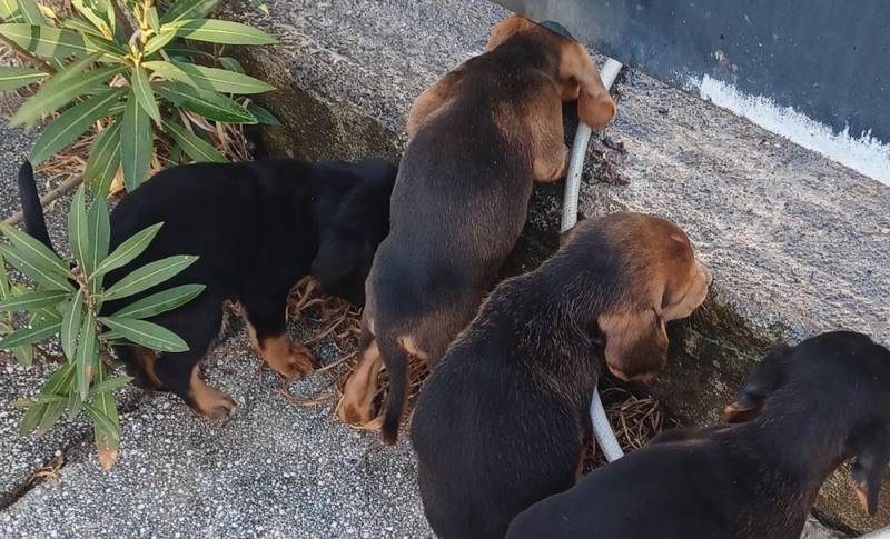Έκκληση για 4 κουτάβια στην Άνω Βιάννο