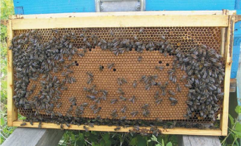 2013: Δηλητηρίασαν 80 κυψέλες μέλισσες στο Κεφαλοβρύσι