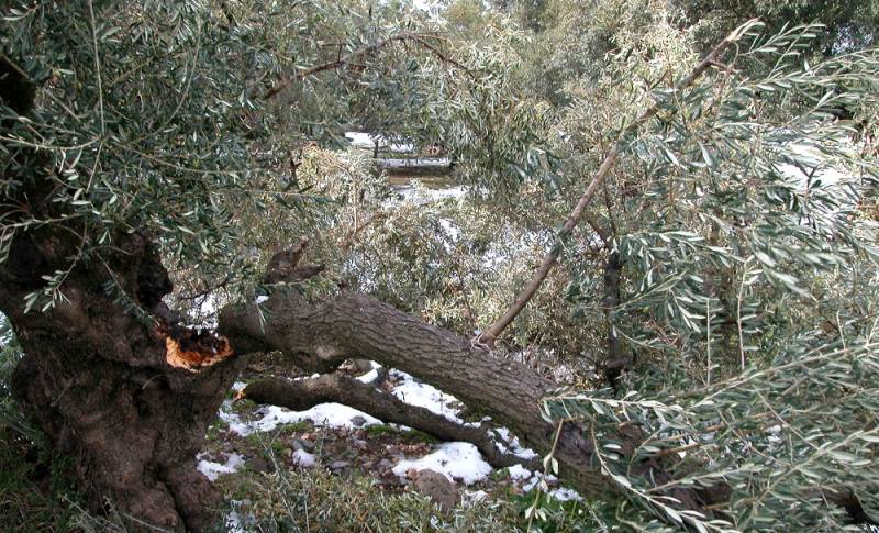 2010: Το χιόνι τσακίζει χιλιάδες ελαιόδεντρα στη Βιάννο