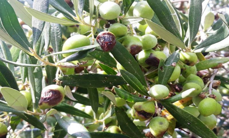 Πρόβλημα με το δάκο
