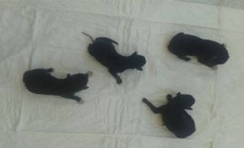 Βρήκε 7 νεογέννητα σκυλάκια... στα σκουπίδια!