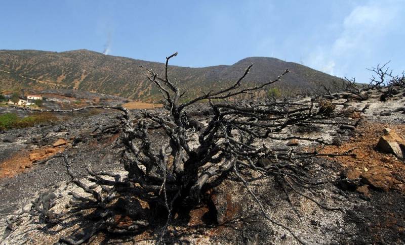2008: Στάχτη 200 στρέμματα δάσους στον Αμιρά