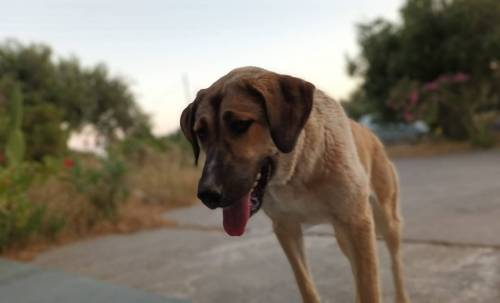 Υιοθετήθηκε το σκυλί που είχε εγκαταλειφθεί στον Κερατόκαμπο