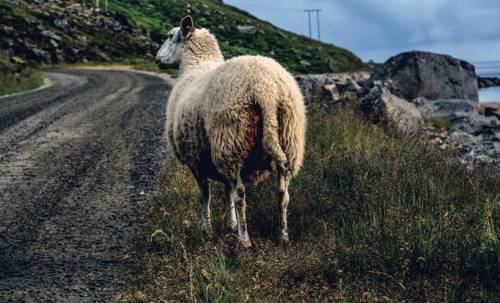 Χάθηκαν πρόβατα στην περιοχή του Χόνδρου