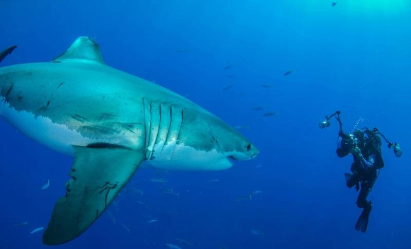 Οι καρχαρίες και τα σαλάχια έχουν μειωθεί κατά 71%