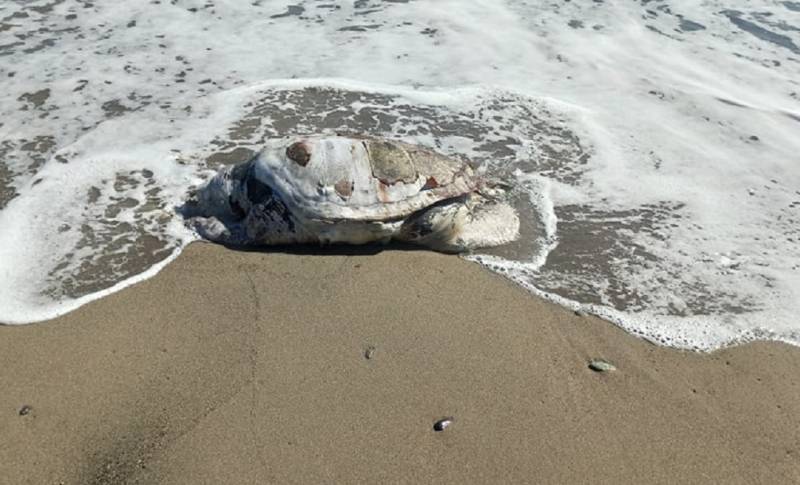 Νεκρή χελώνα στην Άρβη