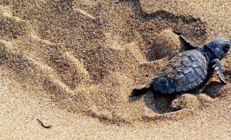 Προστατέψτε τις φωλιές της θαλάσσιας χελώνας!